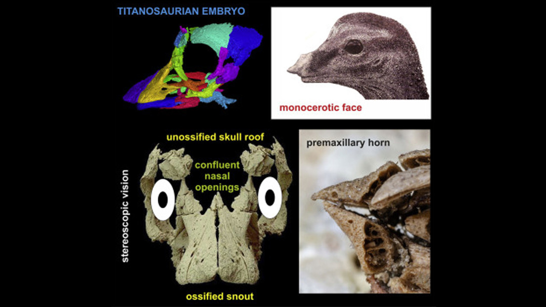 Un modelo 3D del primer cráneo embrionario casi intacto de un dinosaurio revela rasgos faciales inesperados
