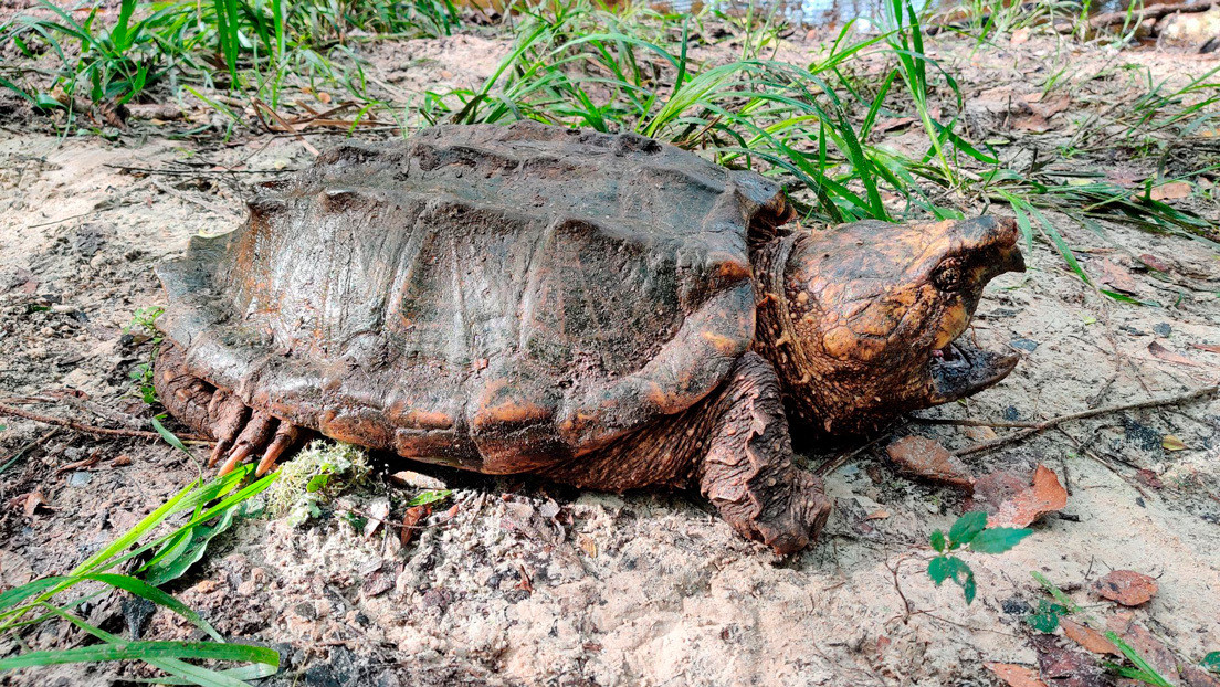 FOTOS: Capturan una enorme tortuga caimán de más de 45 kilos en un lugar inusual en Florida