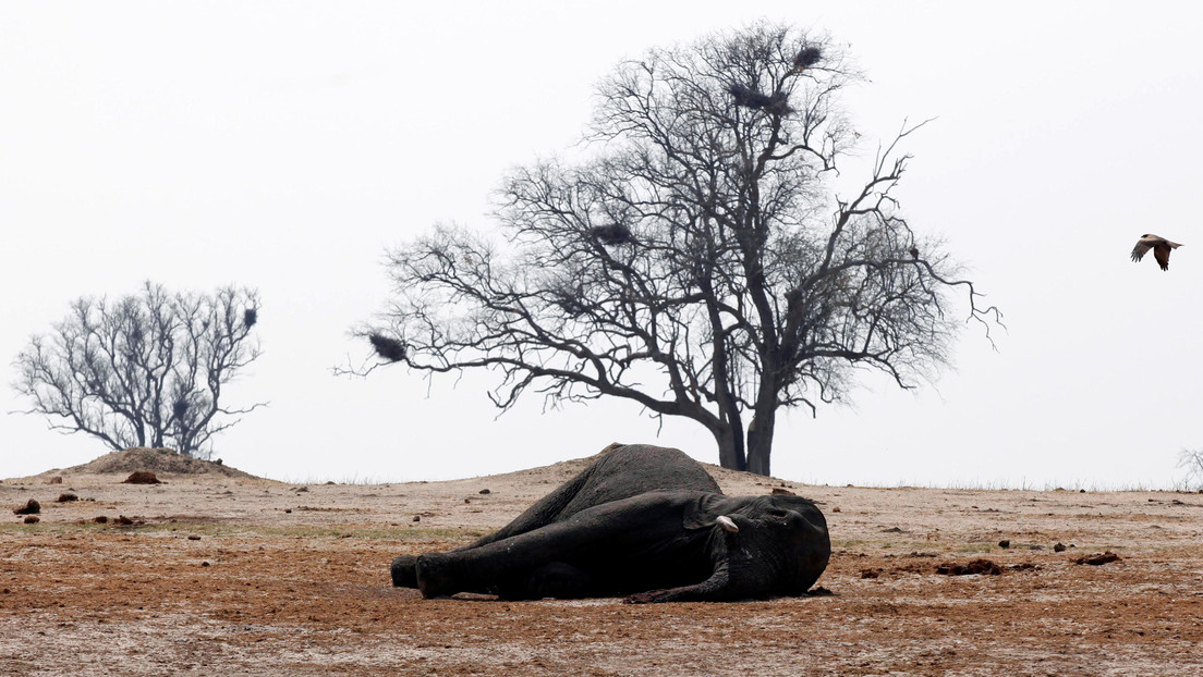Encuentran once elefantes muertos presuntamente por ántrax en una reserva de Zimbabue