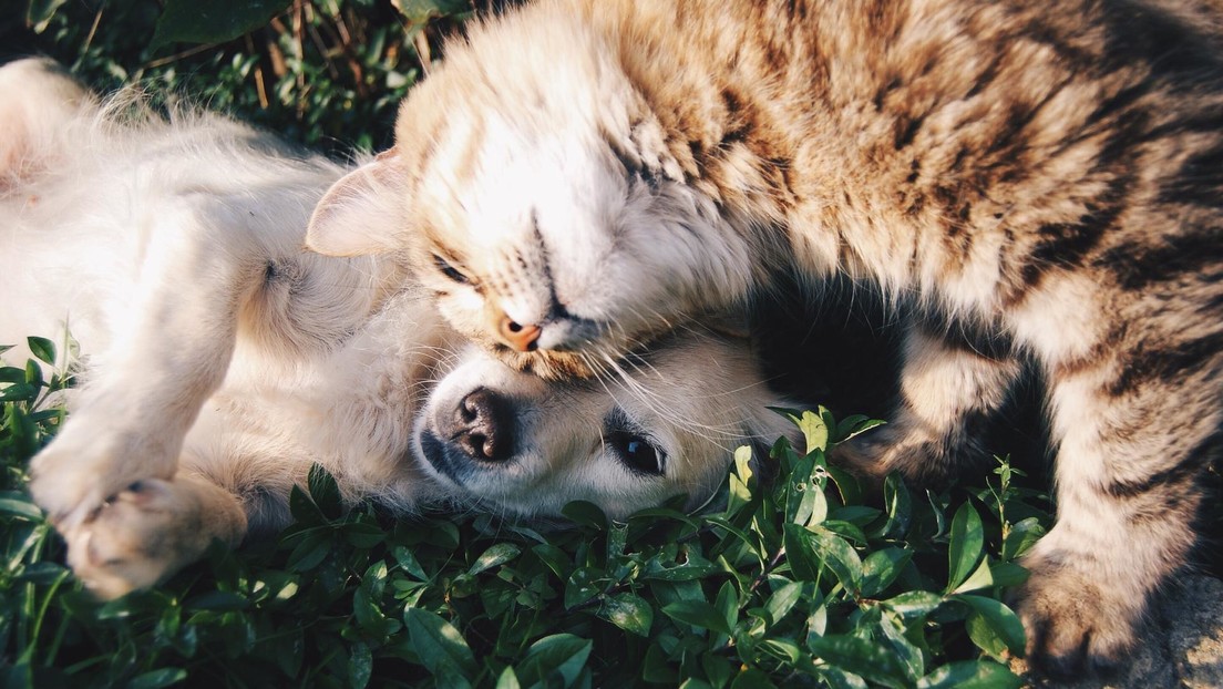 VIDEO: Un perro ve a un gato callejero hambriento y le comparte su comida