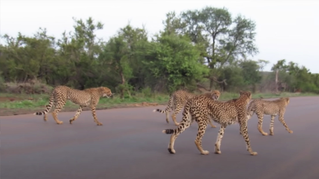 VIDEO: Una leona le roba a cinco guepardos un impala que acababan de cazar