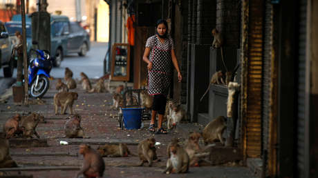 Miles de monos 'incontrolables' invaden una ciudad en Tailandia
