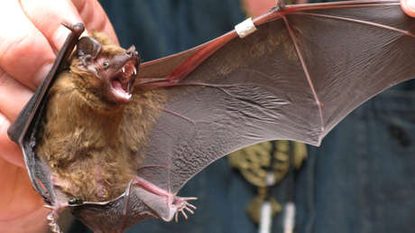 Ancestros del nuevo coronavirus durante décadas se escondían en murciélagos que podrían albergar más linajes capaces de propagarse a los humanos
