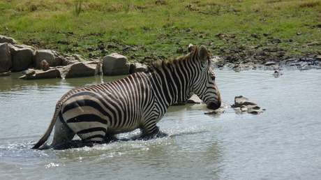 VIDEO: Una cebra logra escapar de dos cocodrilos cuando todo parecía perdido