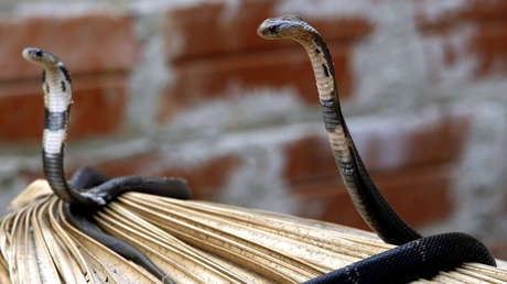 VIDEO: Captan a dos enormes serpientes luchando por su territorio