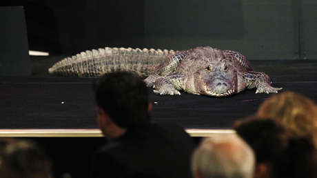 Un aligátor atrapa a residentes de un edificio dentro de un ascensor (FOTO)