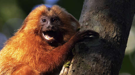 FOTOS: Construyen en Brasil un puente para 'leones dorados' en peligro de extinción