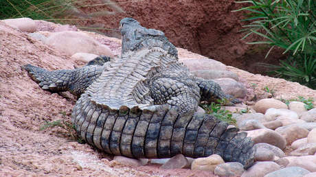 Habitantes de una aldea de Indonesia capturan y decapitan a un cocodrilo "demoníaco" de media tonelada para que no vuelva a "perseguirlos" (VIDEO)