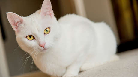 VIDEO: Un gato mueve su cabeza al ritmo de la música e hipnotiza a la Red