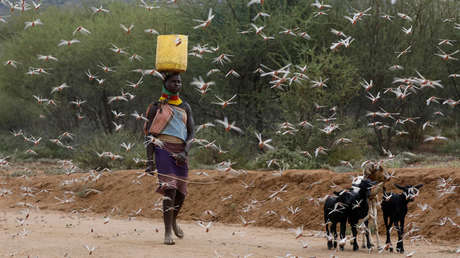 Identifican el compuesto químico que hace que se formen enjambres de langostas