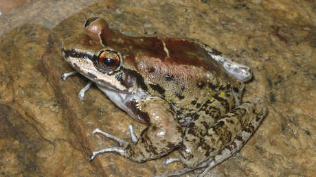 Una rana brasileña es el primer anfibio conocido que vive en un 'harén' con dos hembras leales