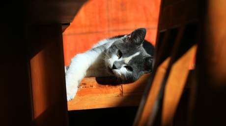 Un gato callejero se convierte en la mascota de una comisaría en Italia