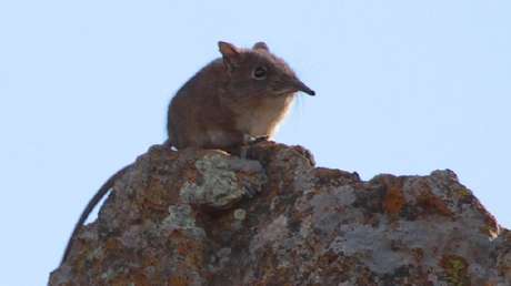 VIDEO: Reaparece en África la musaraña elefante, dada por perdida hace casi 50 años