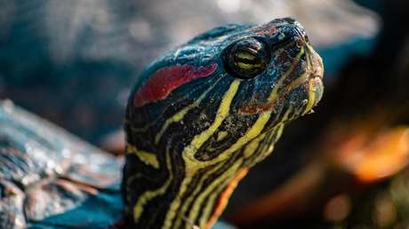 Una tortuga dorada aparece en Nepal y la veneran como encarnación del dios Vishnú