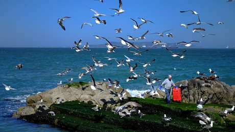Gaviotas "extremadamente agresivas" causan alarma en Irlanda