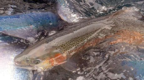 Chile impone una multa millonaria a una empresa noruega por una fuga masiva de salmones