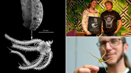 Una especie recién identificada que vivió hace millones de años es nombrada como la cantante de Nightwish