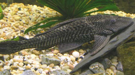 Pterygoplichthys_pardalis