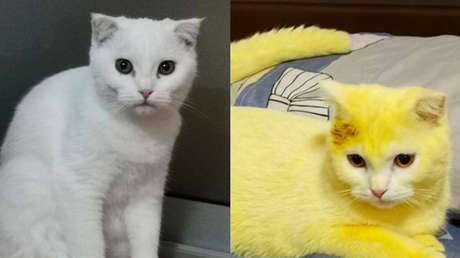 Trata a su gato con cúrcuma para aliviar una infección y el resultado es inesperado (FOTOS)