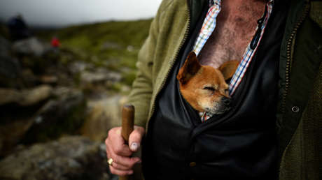 Los 'perros cantores' reaparecen en la naturaleza 50 años después