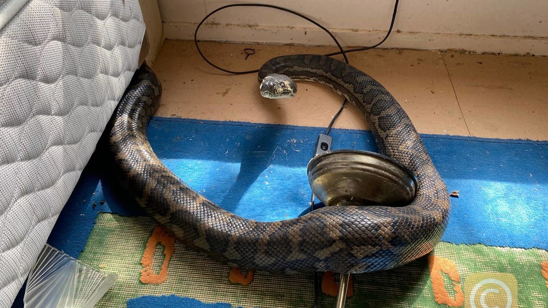 FOTOS: Dos pitones caen en la cocina de un australiano a través del techo