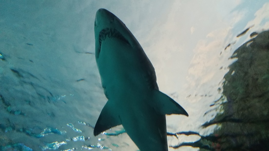 VIDEO: Un tiburón blanco ataca el barco de un pescador australiano