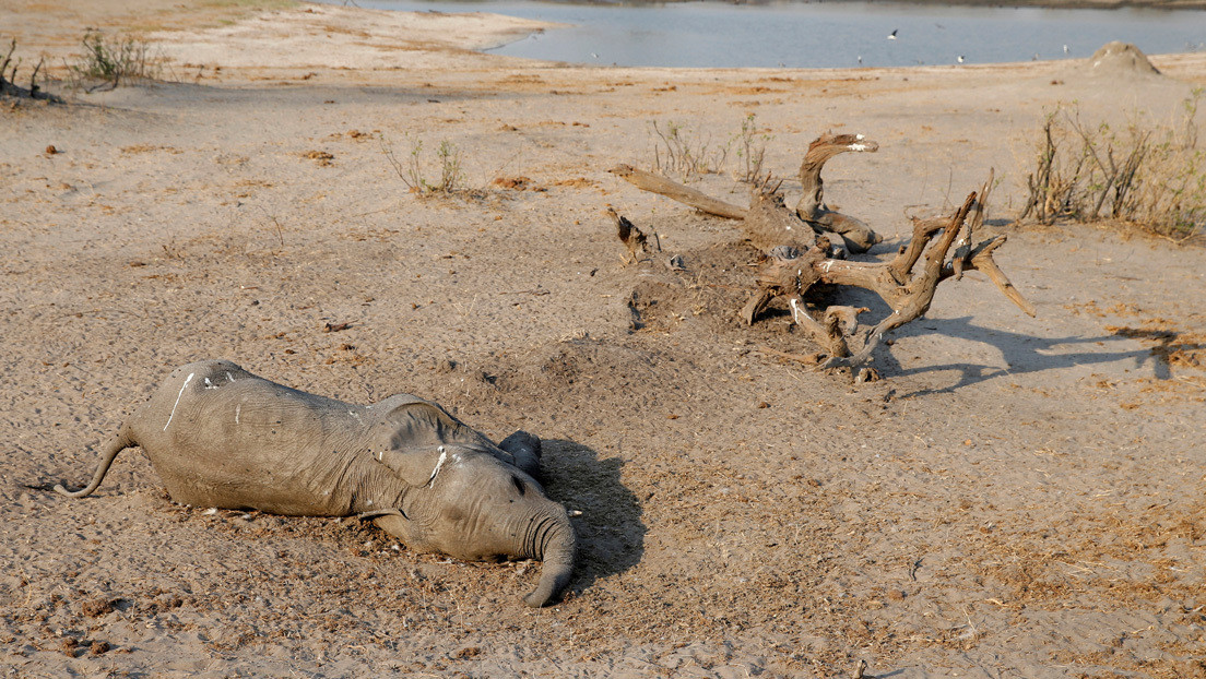 Las autoridades de Zimbabue determinan la posible causa de muerte de 12 elefantes en su territorio
