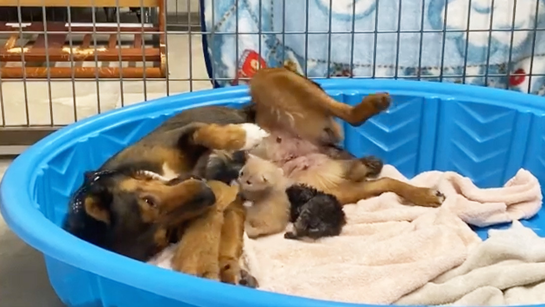 VIDEO: Una perra rescatada pierde a sus cachorros y adopta a tres gatitos huérfanos