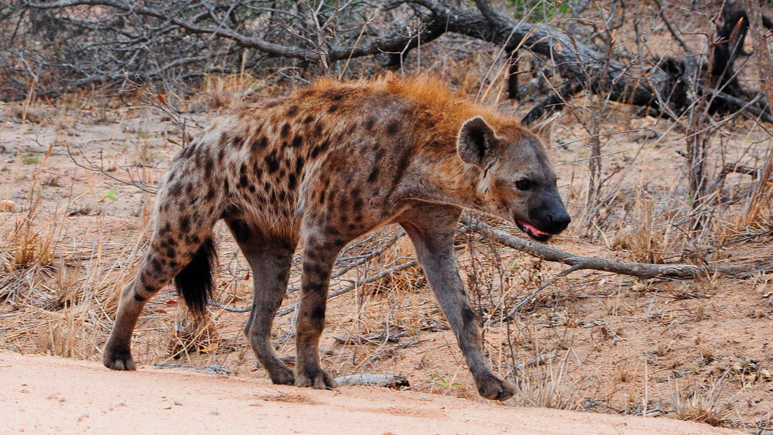 VIDEO: Una hiena da un susto a un leopardo acercándose sigilosamente por detrás