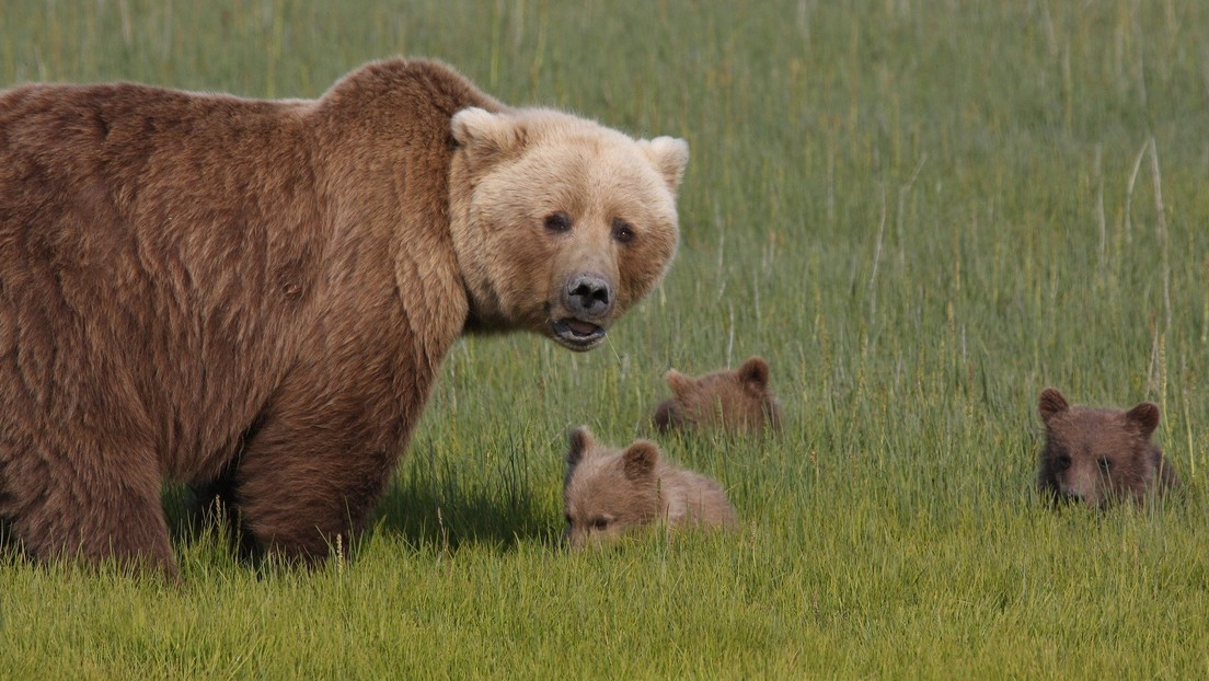 Por poco choca contra una familia de osos en una montaña rusa (VIDEO)