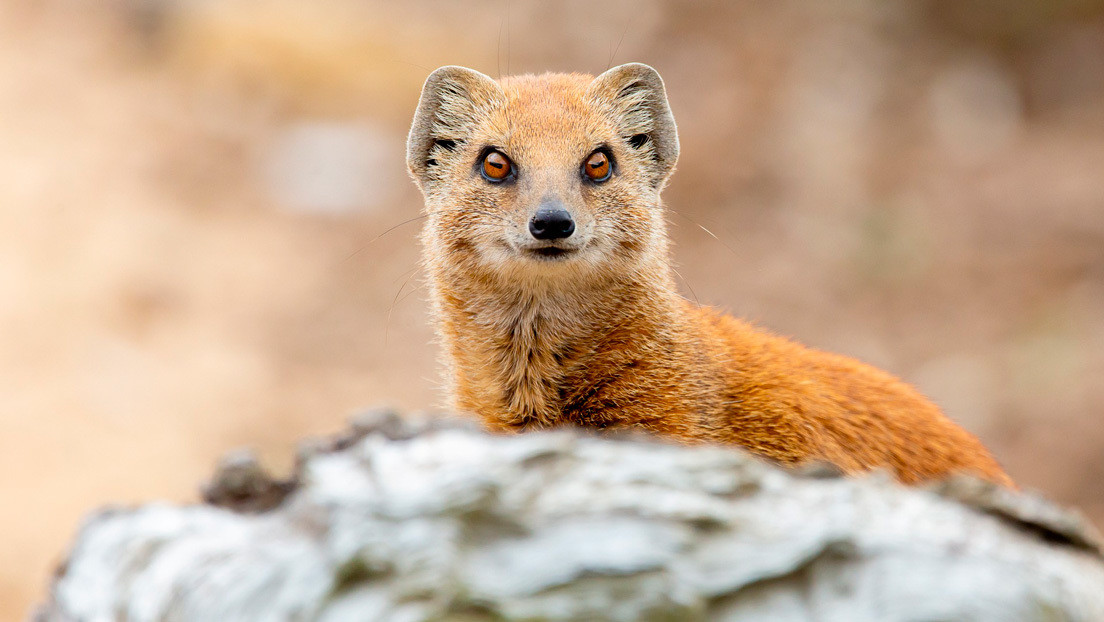 VIDEO Jabalíes y cuervos salvan a una cobra atacada por una mangosta RT