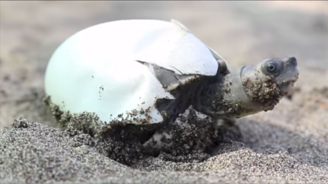 Salvan de la extinción a la especie de tortuga con una sonrisa permanente