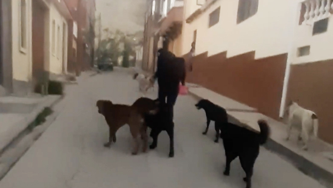 Agreden a una mujer por dar de comer a perros callejeros (VIDEO)