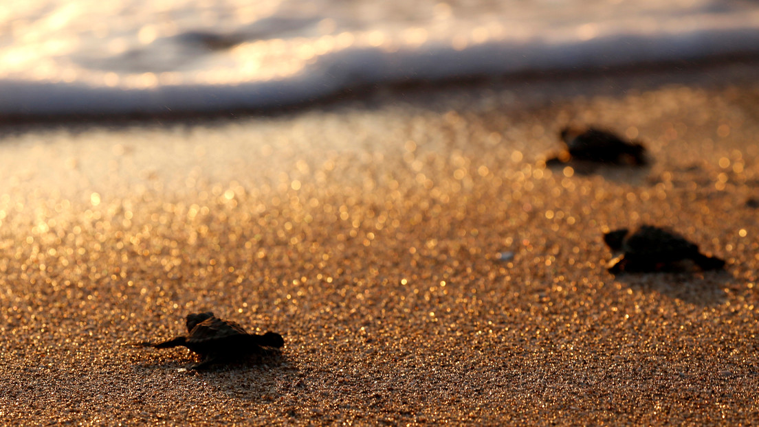 Un insólito número de tortugas marinas llega a las playas del Líbano gracias a la pandemia de coronavirus
