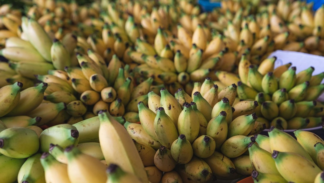 África aprende a obtener energía a partir de plátanos y estiércol de vaca