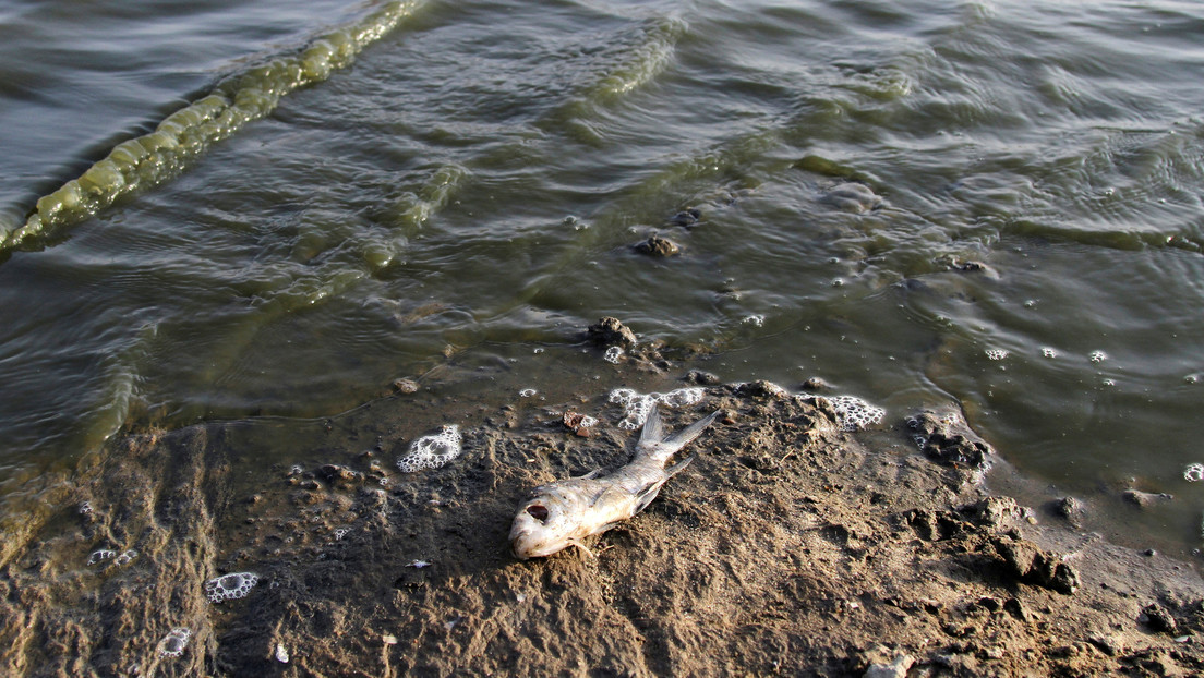 Aparecen cientos de peces muertos en las orillas del río Yellowstone en EE.UU.