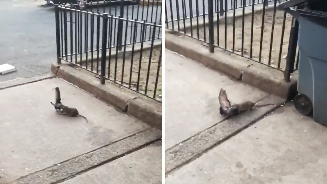 Se viraliza un video del ataque de una rata a una paloma en las calles de Nueva York (VIDEO)