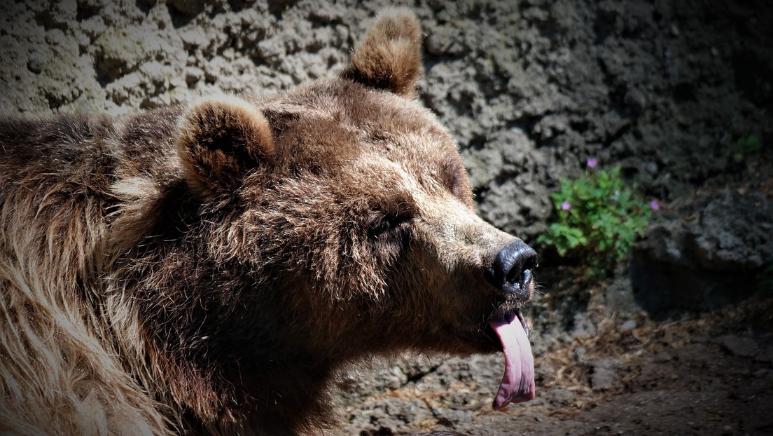 Un joven alimenta de su boca a un oso salvaje  (VIDEO)