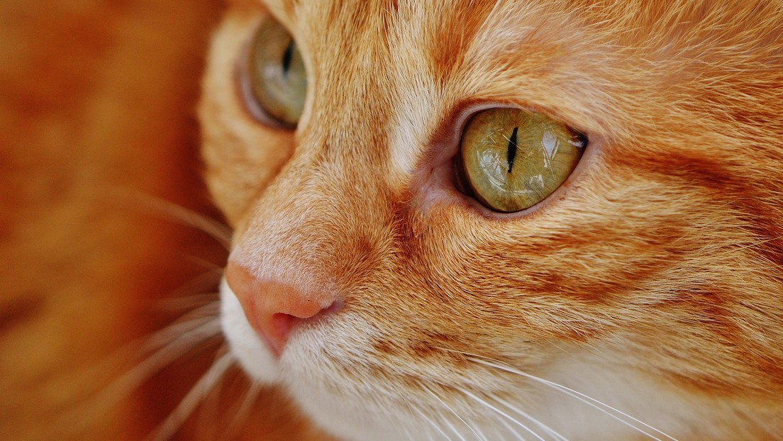 Un gato autosuficiente que sabe usar el dispensador de agua causa furor en las redes (VIDEO)