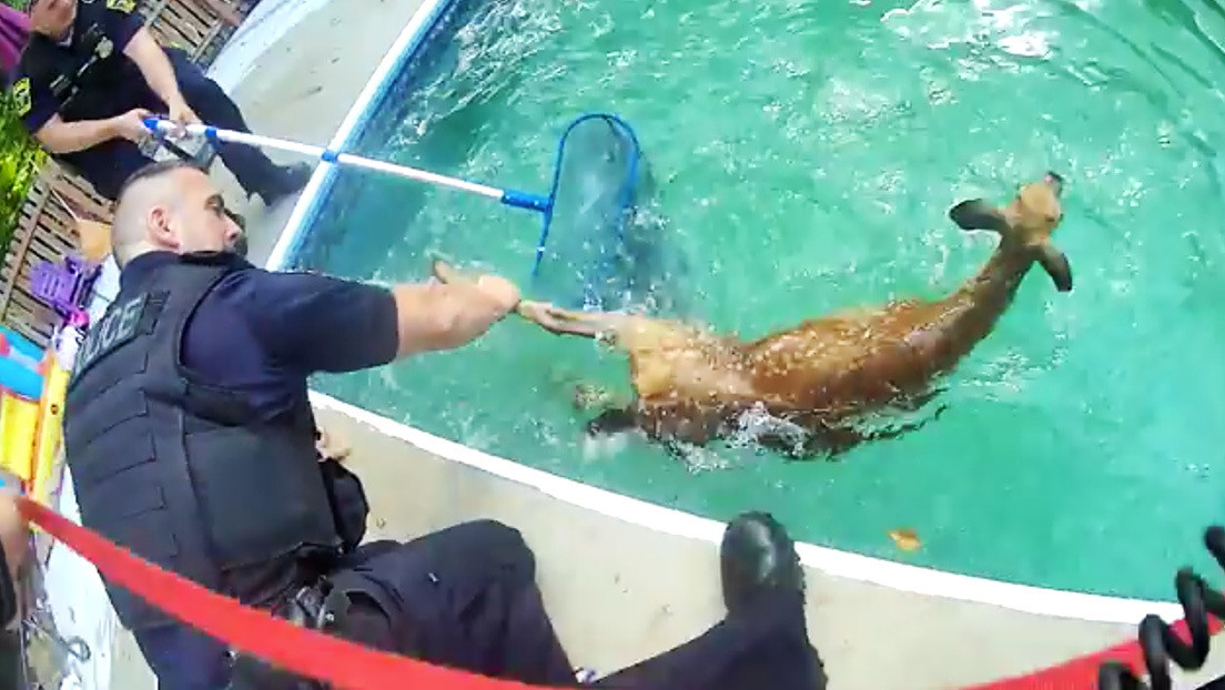 VIDEO: Policías rescatan a dos cervatos que cayeron en una piscina en EE.UU.