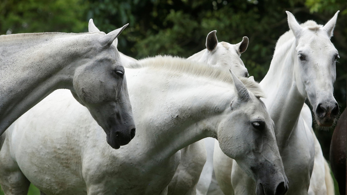 "Salvará vidas": Científicos de Costa Rica combatirán el coronavirus con anticuerpos de caballos