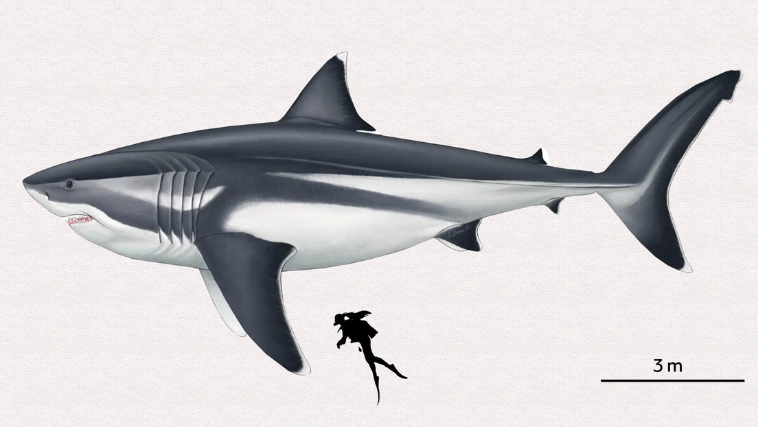 Precisan el verdadero tamaño del más intimidante mega tiburón prehistórico