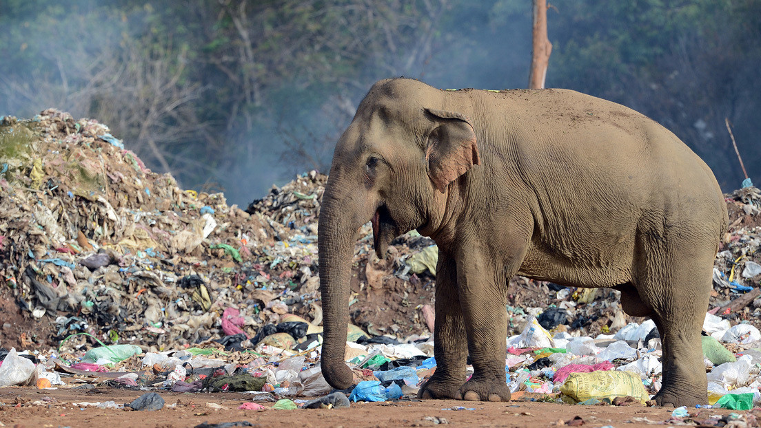 FOTOS: Captan a un elefante hambriento que consume residuos de plástico abandonados por turistas en la India