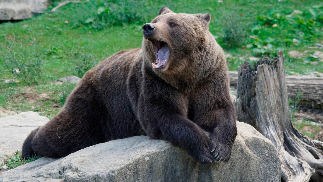 VIDEO: Un oso que saluda con su pata para pedir golosinas en un zoo enternece a la Red