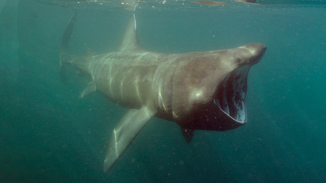 VIDEO: Nada en aguas con poca visibilidad y se topa cara a cara con un tiburón peregrino de más de 5 metros