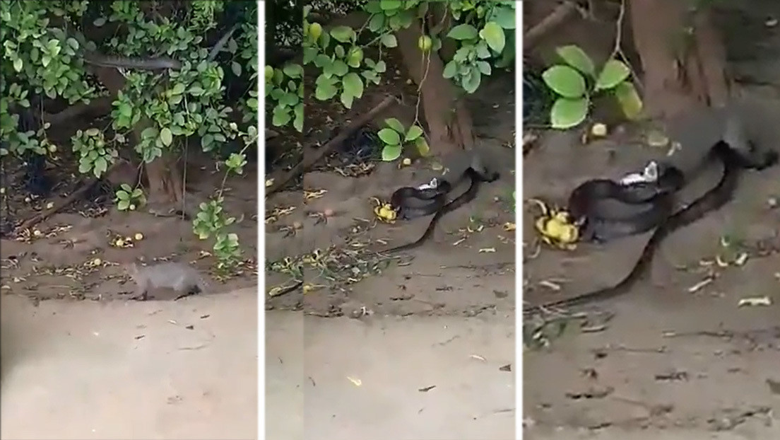 VIDEO: Una mangosta salta para atacar a una serpiente que descansa en la rama de un árbol