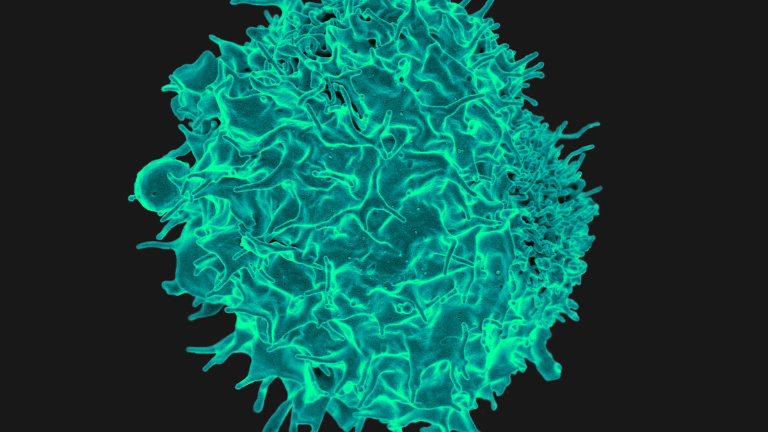 Un grupo de científicos estima que células T contra el coronavirus podrían combatir el cáncer