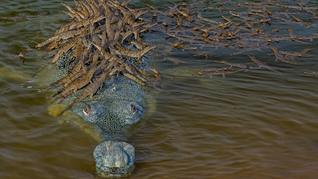 Por qué la imagen de un papá cocodrilo con más de 100 crías podría ser la foto del año (FOTO)