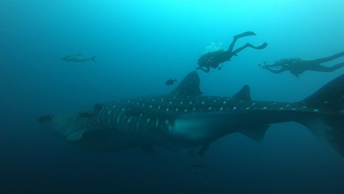 VIDEO: Tiburón ballena recorre 1.100 kilómetros entre las Galápagos y Costa Rica y demuestra la importancia de los corredores biológicos marinos