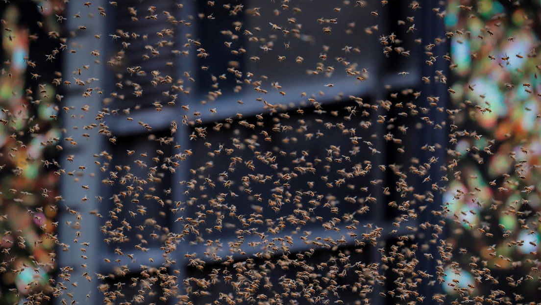 Nubes de insectos invaden una ciudad de Siberia (VIDEOS)